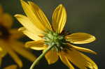 Narrow-leaf sunflower